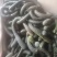 吊长青南瓜