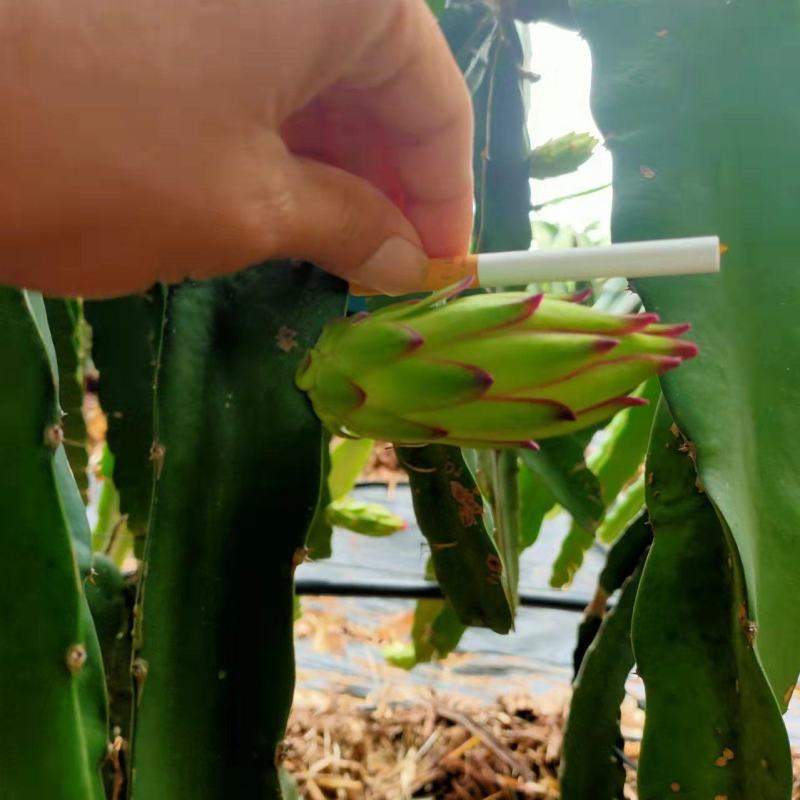 新鲜霸王花现采现发