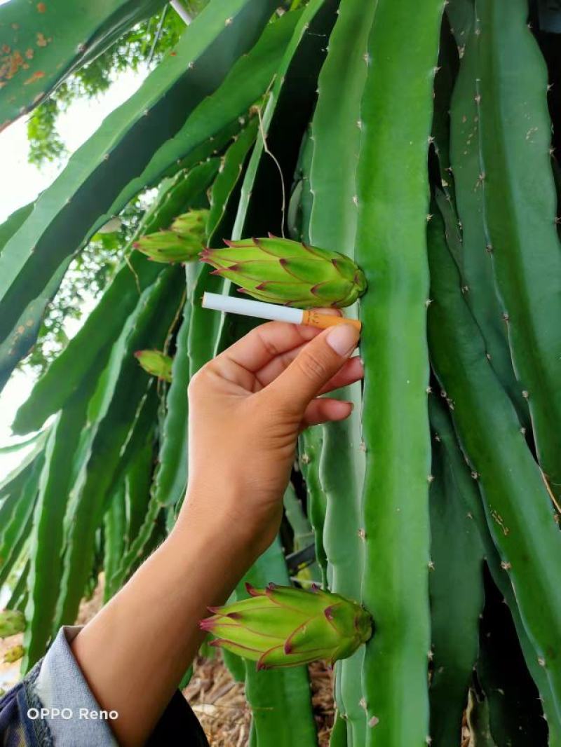 新鲜霸王花现采现发