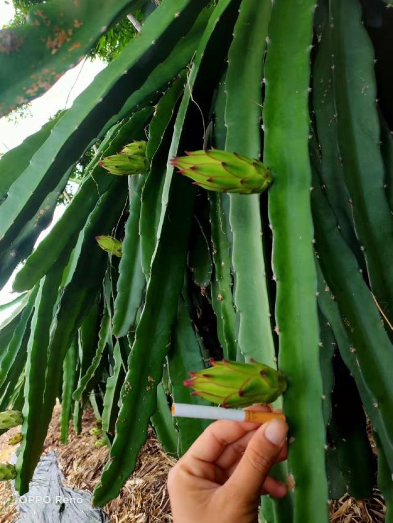 新鲜霸王花现采现发