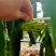 新鲜霸王花现采现发