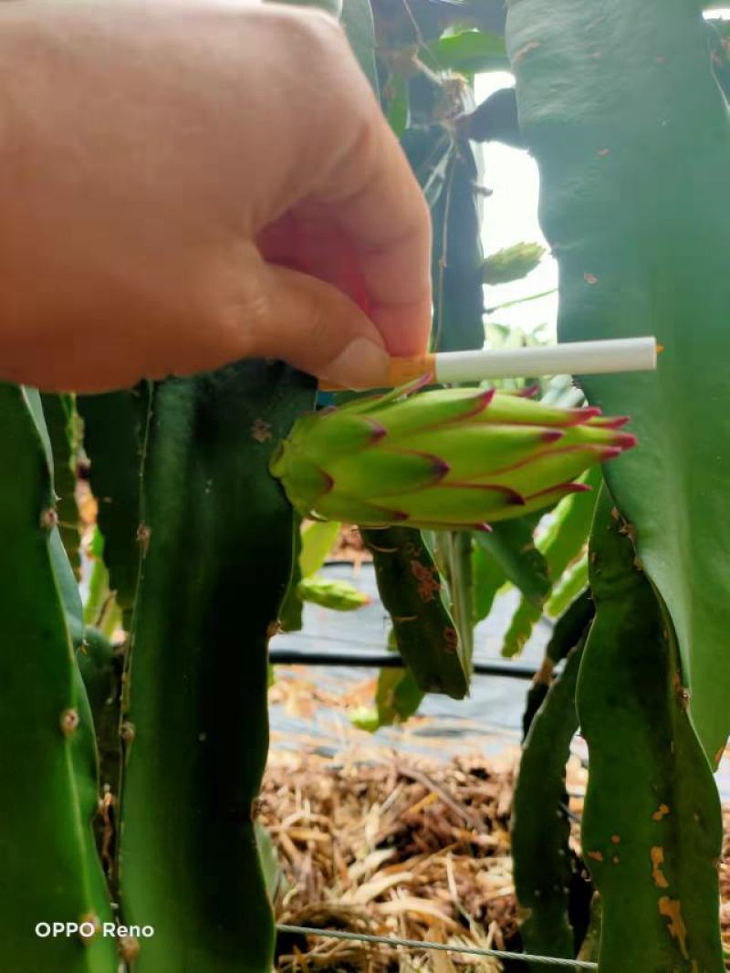 新鲜霸王花现采现发
