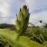 新鲜霸王花现采现发