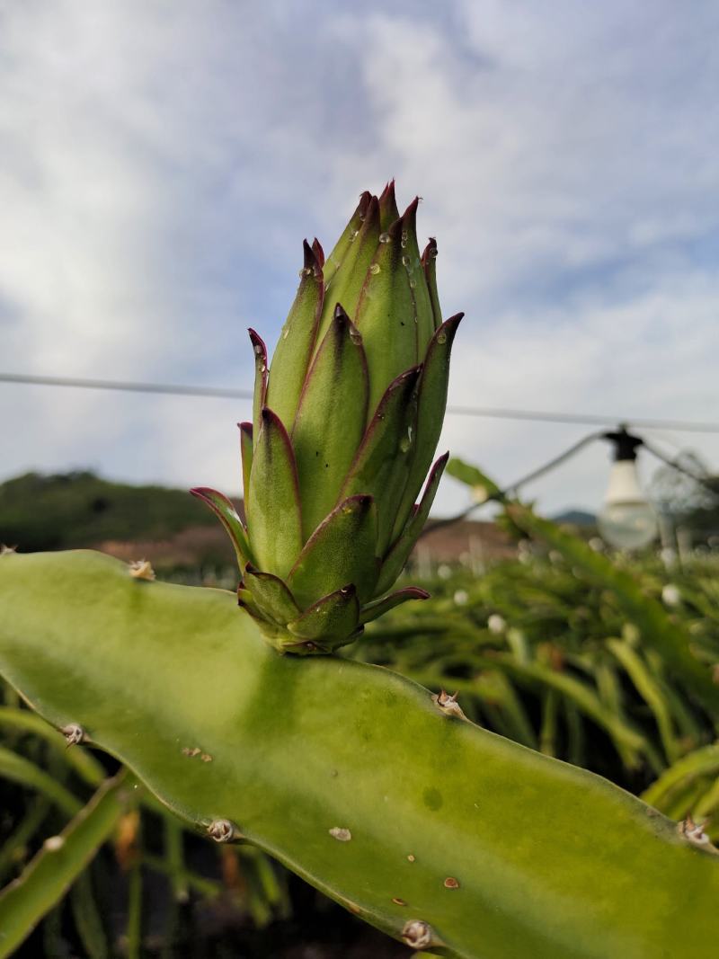 新鲜霸王花现采现发