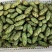 新鲜霸王花现采现发