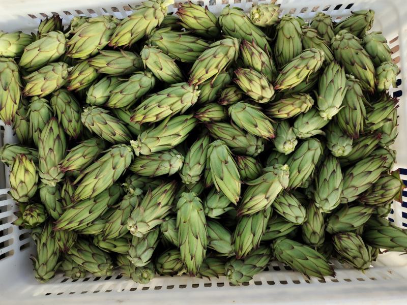 新鲜霸王花现采现发