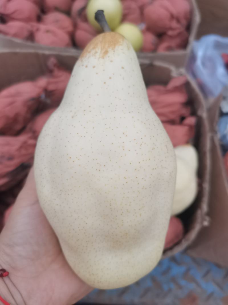 贵妃梨