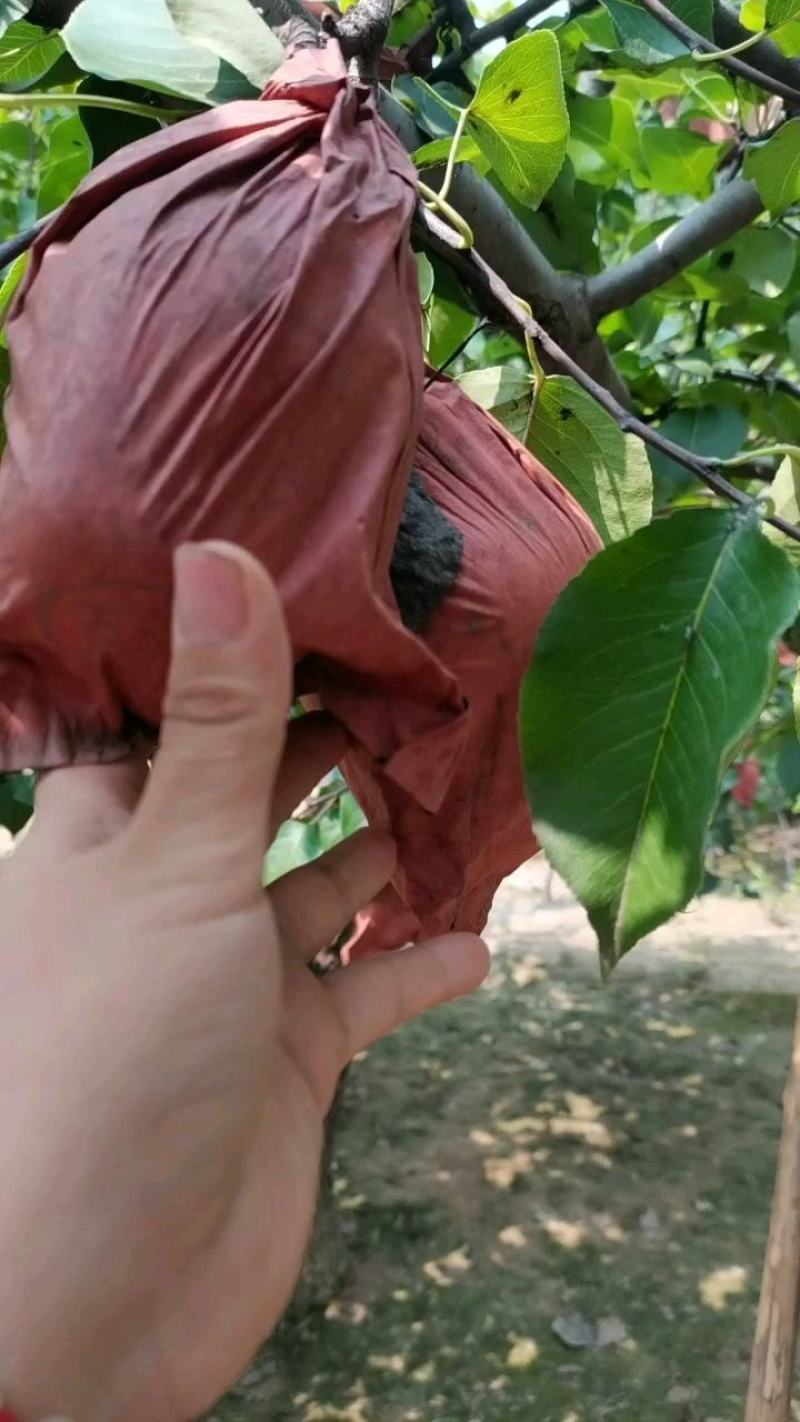 贵妃梨
