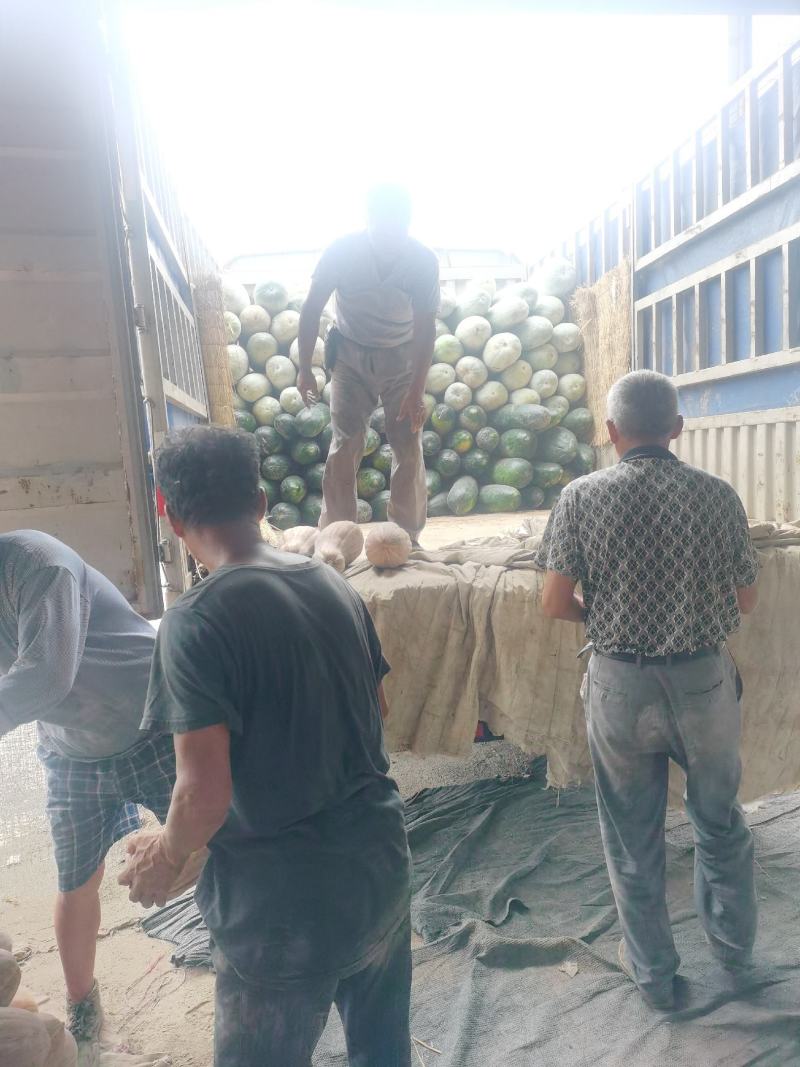 南通本地黑冬瓜，个头大表皮光亮，条形好，欢迎采购砸单