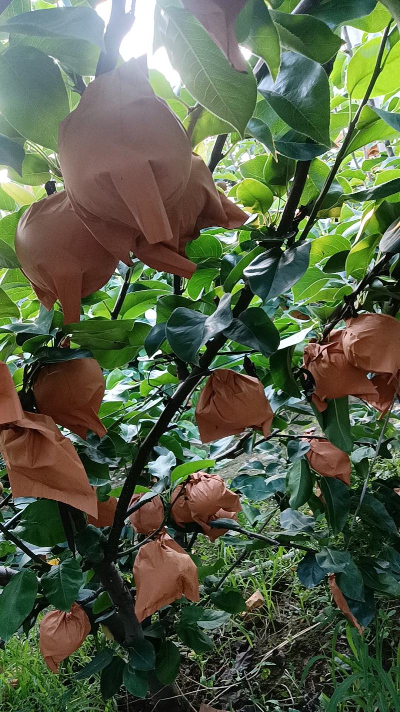 秋月梨，山东莱西原产地