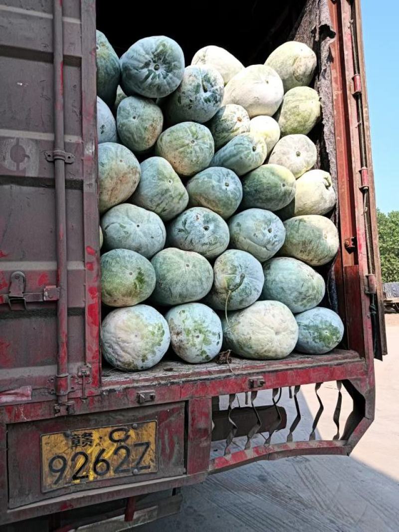 白粉水桶瓜兴蔬大果，金韩南瓜，欢迎来电订购恰谈