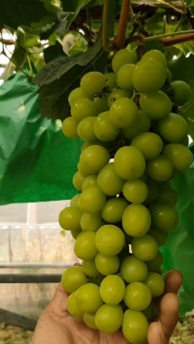 阳光玫瑰葡萄纸袋阳光玫瑰
