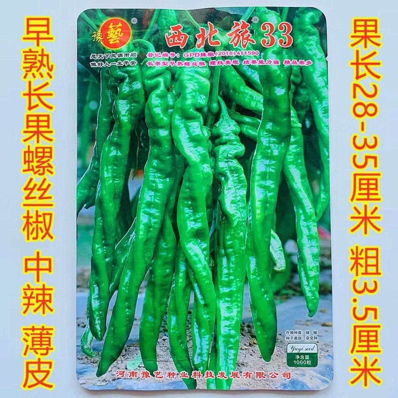 西北旅旋风高产螺丝椒辣椒种子早熟大果早春温室秋延大棚露地