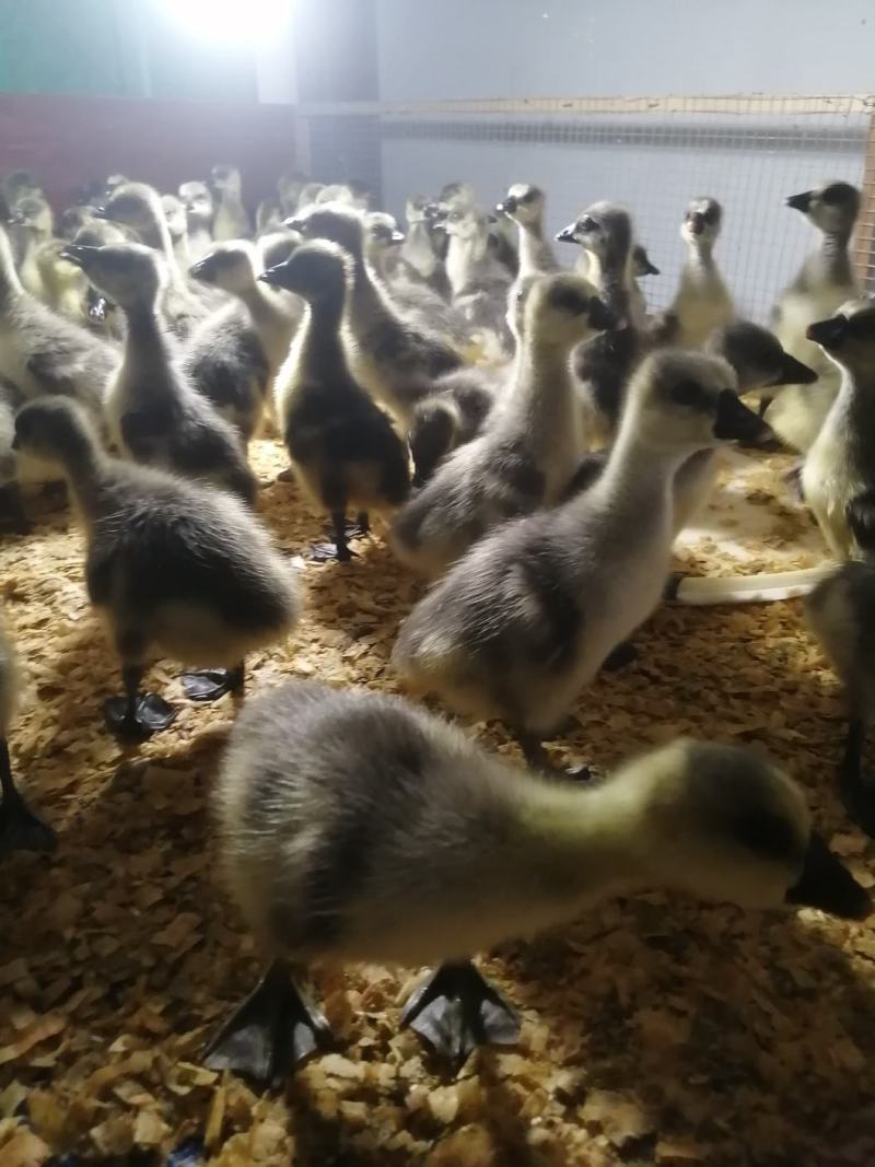 马岗鹅苗出壳苗疫苗齐全包邮包存活量大从优
