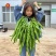 河南豫艺种业豫艺大麻花螺丝椒种子高产味辣椒形好辣椒种子