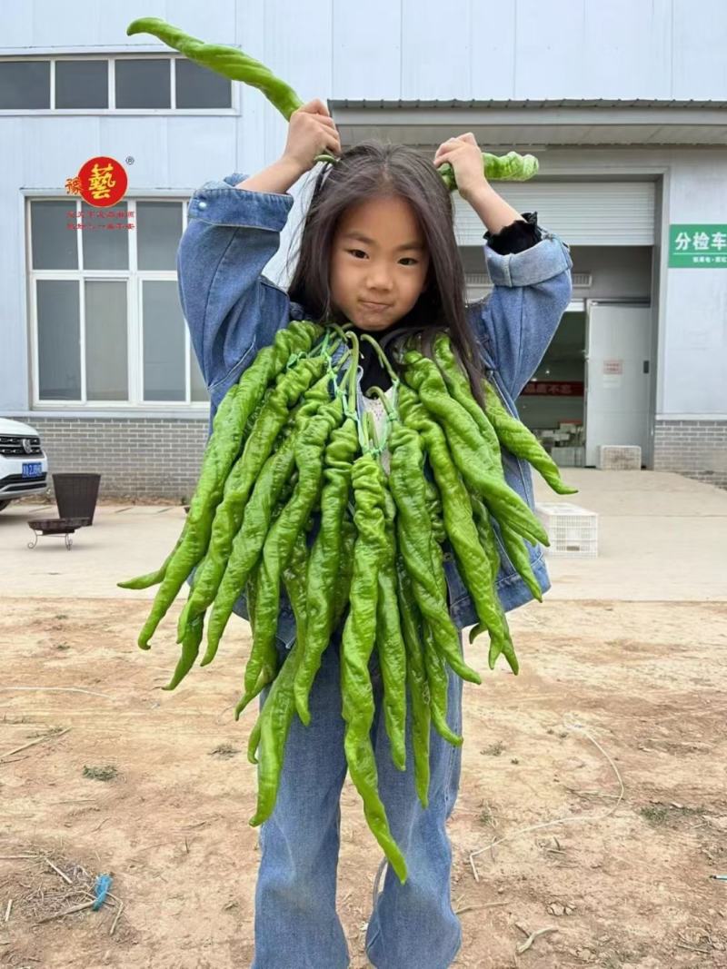 河南豫艺种业豫艺大麻花螺丝椒种子高产味辣椒形好辣椒种子