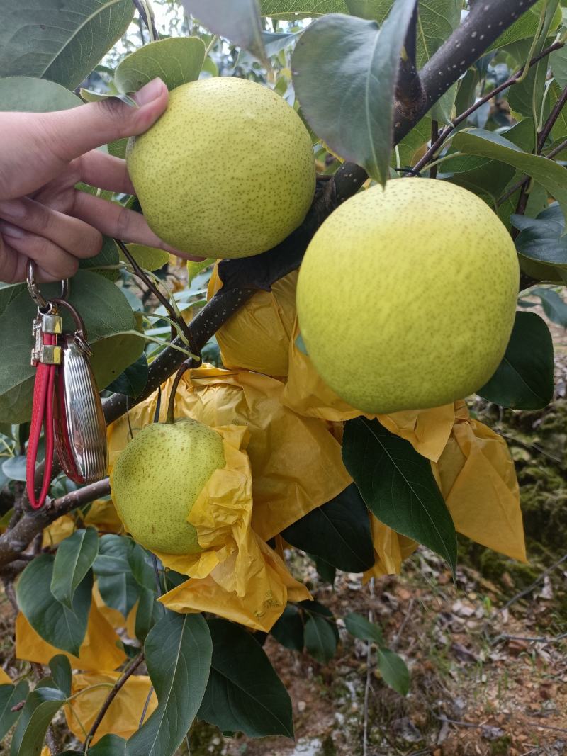 云南高原雪花梨皮薄汁多！！！！！！！！！