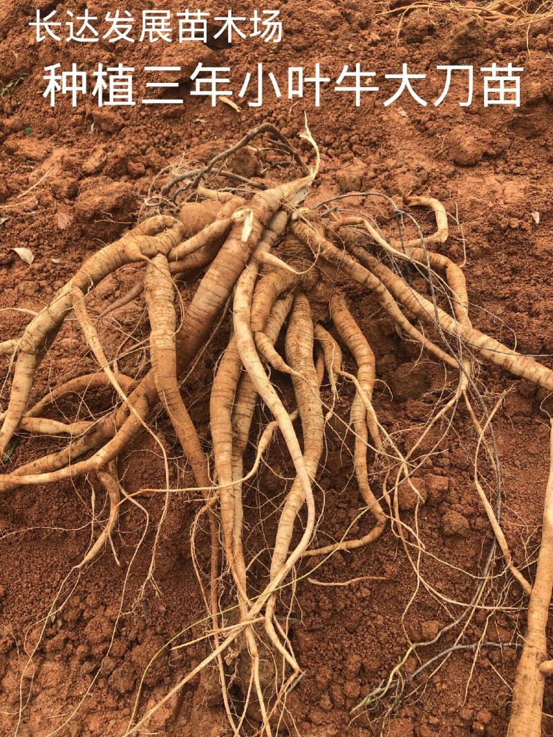 牛大力种苗300万小叶牛大力苗中叶大叶底价批发清场价