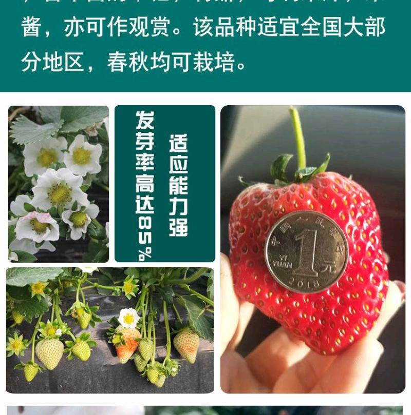 四季奶油草莓种子，100粒