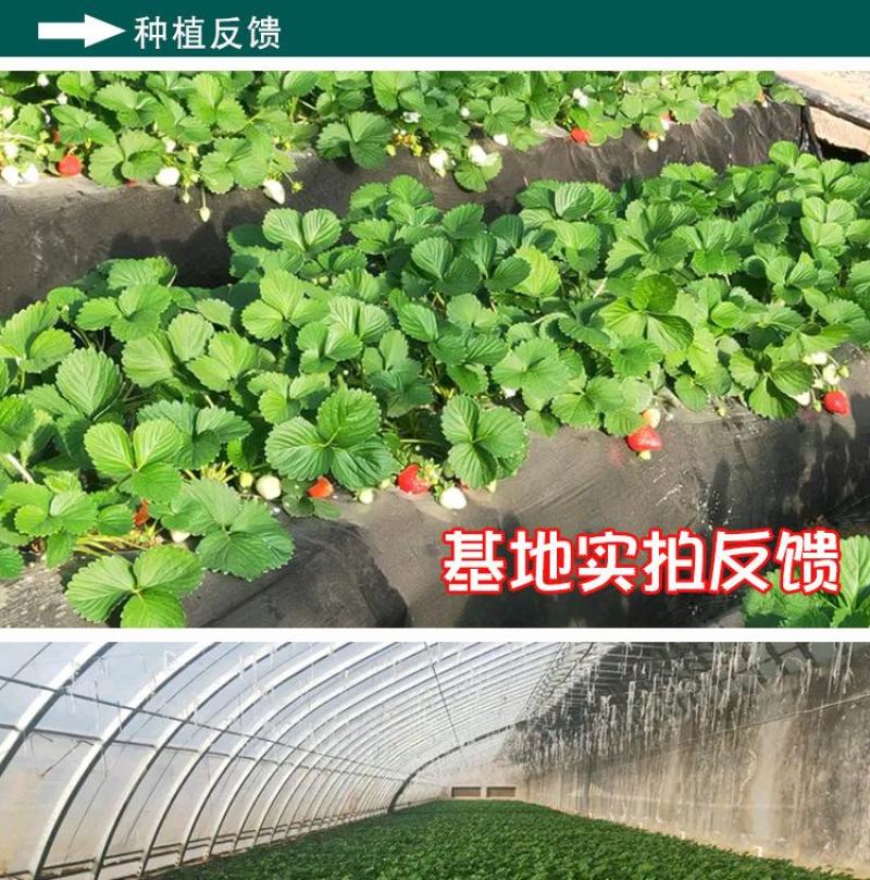 四季奶油草莓种子，100粒