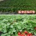 四季奶油草莓种子，100粒