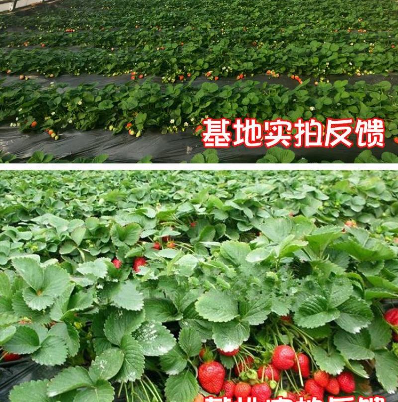 四季奶油草莓种子，100粒