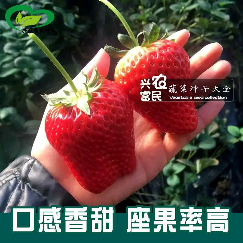 四季奶油草莓种子，100粒