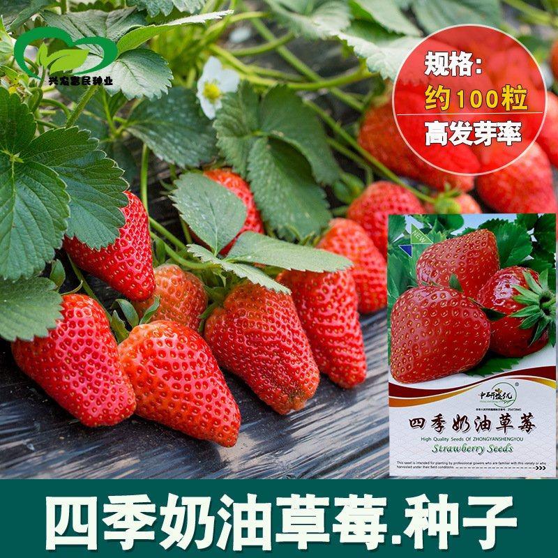 四季奶油草莓种子，100粒