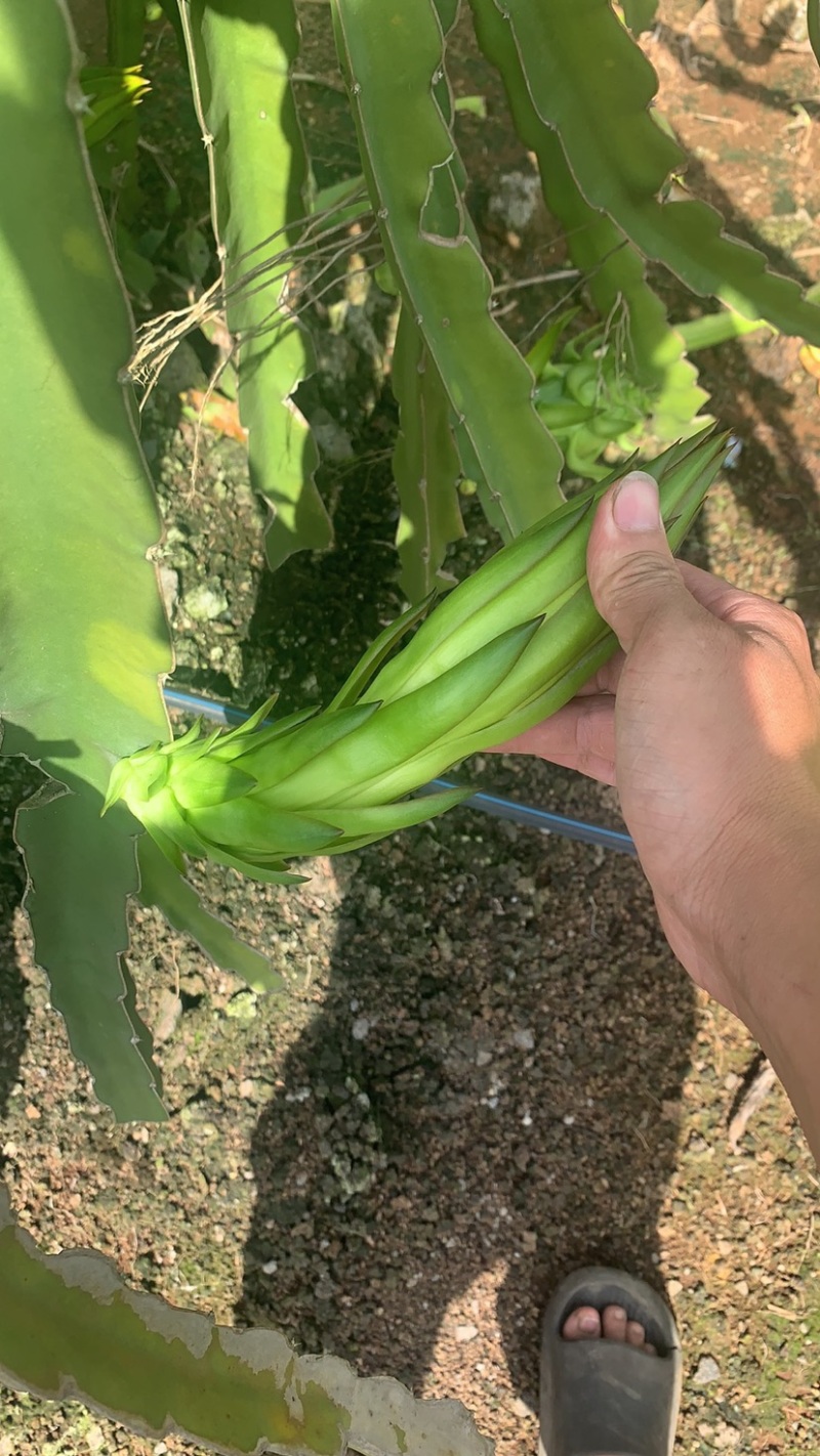 霸王花大量黄龙花，金都花干花产地直发质量保障