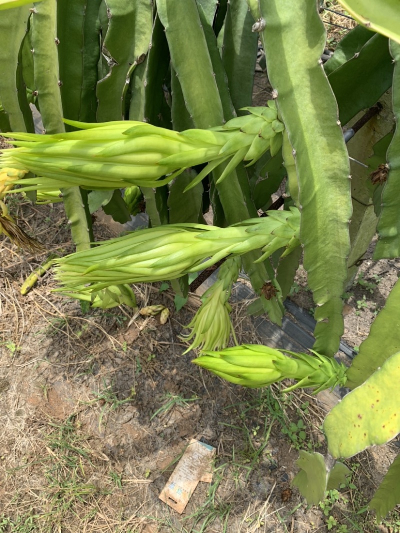 霸王花大量黄龙花，金都花干花产地直发质量保障