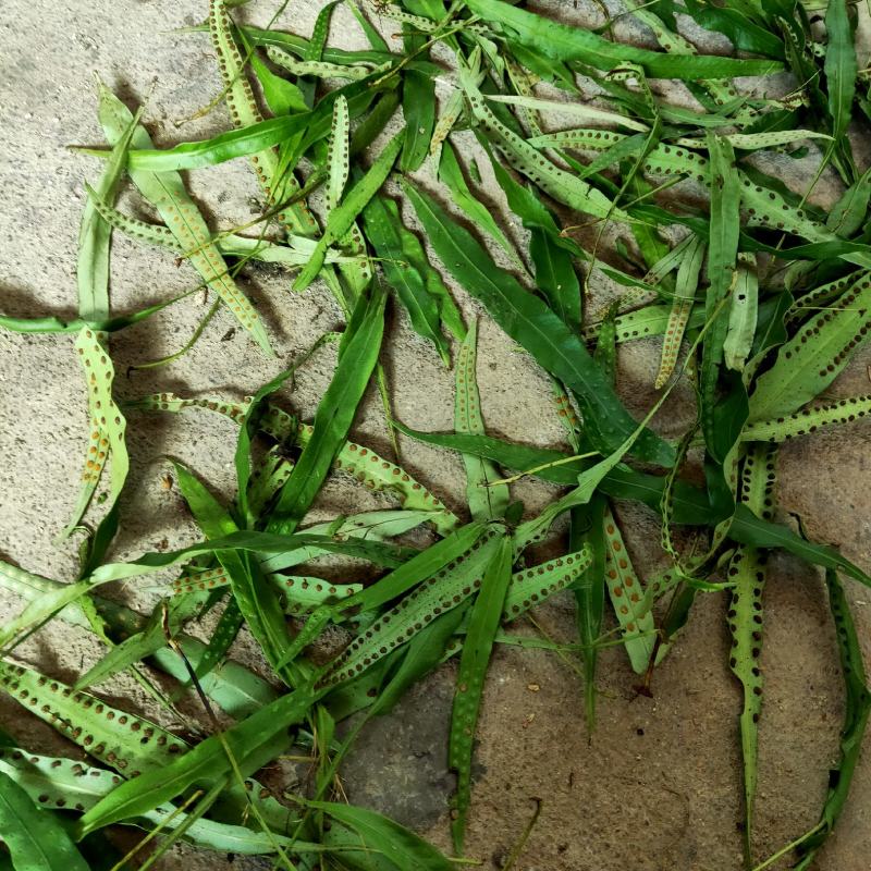 化石草