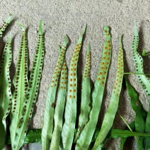 化石草