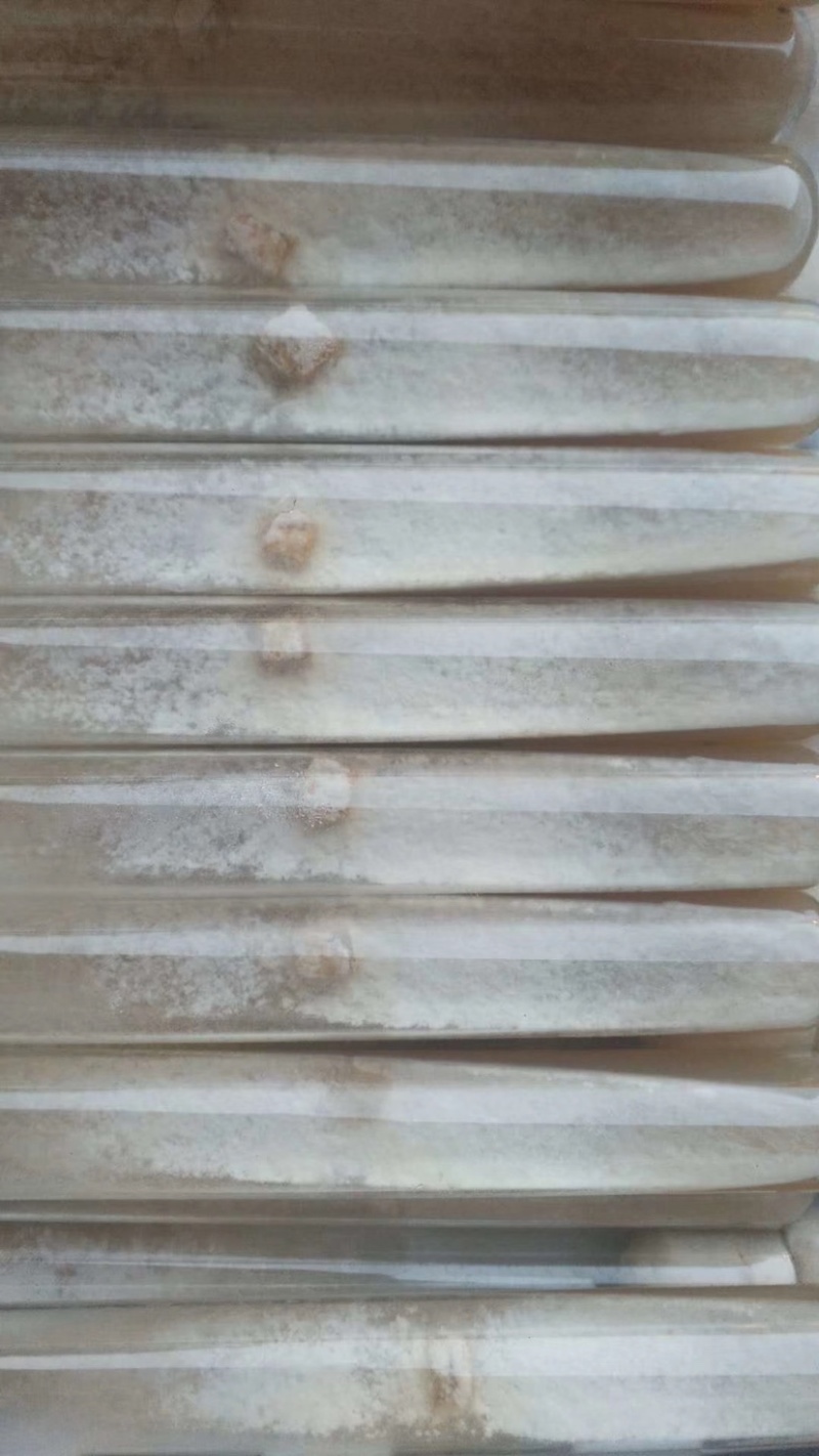 羊肚菌母种羊肚菌试管种一级种子高产菌种六妹品种七妹品种