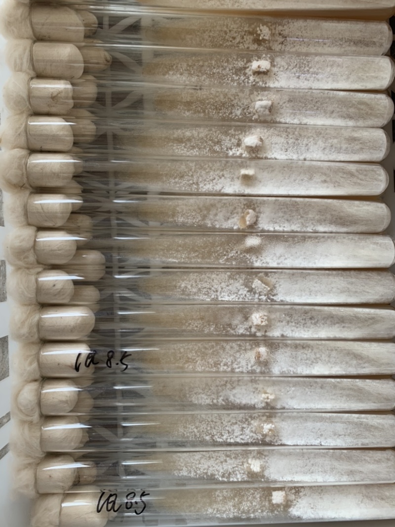 羊肚菌母种羊肚菌试管种一级种子高产菌种六妹品种七妹品种