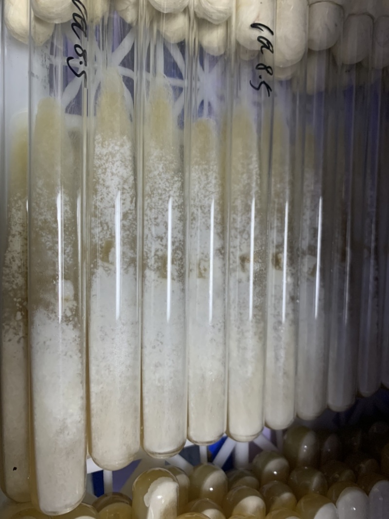 羊肚菌母种羊肚菌试管种一级种子高产菌种六妹品种七妹品种