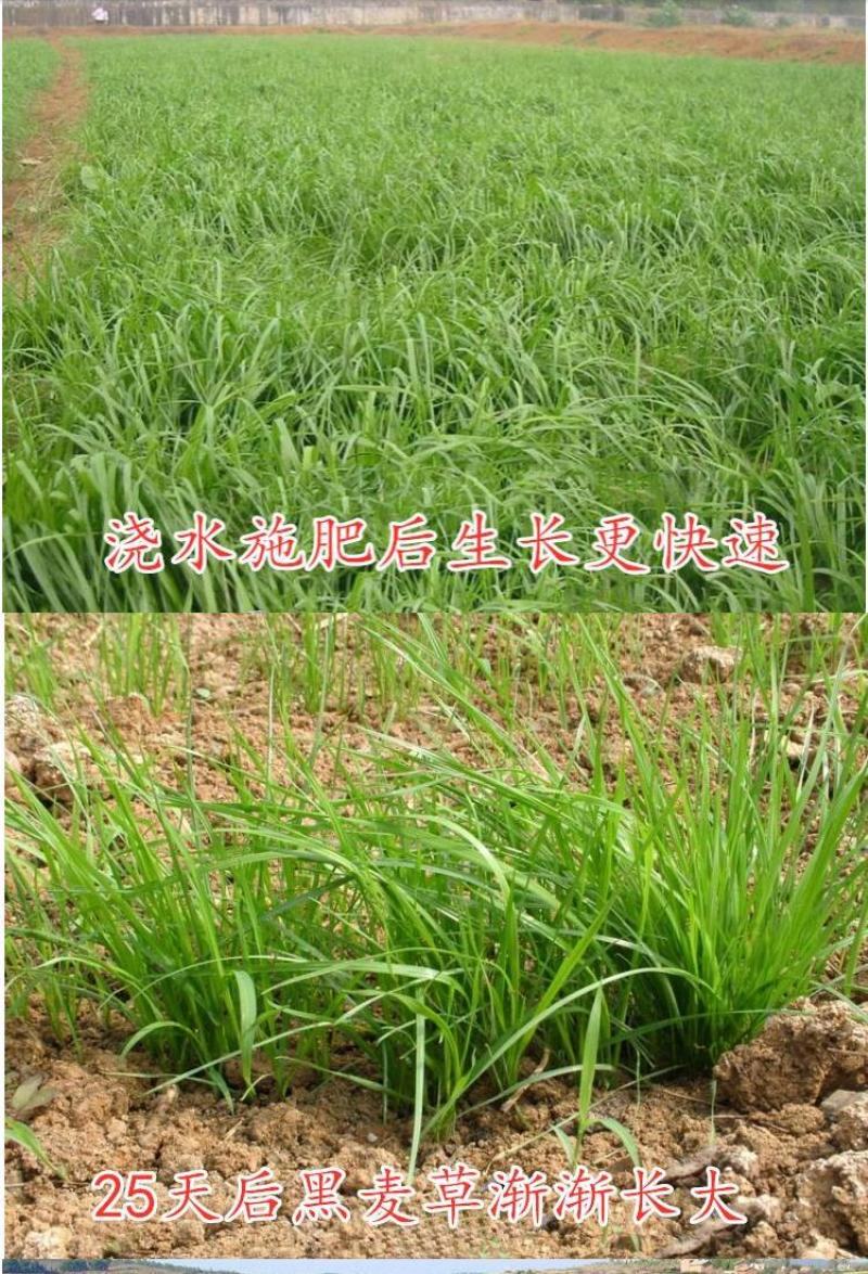 黑麦草种子多年生牧草耐寒耐旱养殖禽畜通用型高产量牧草种子