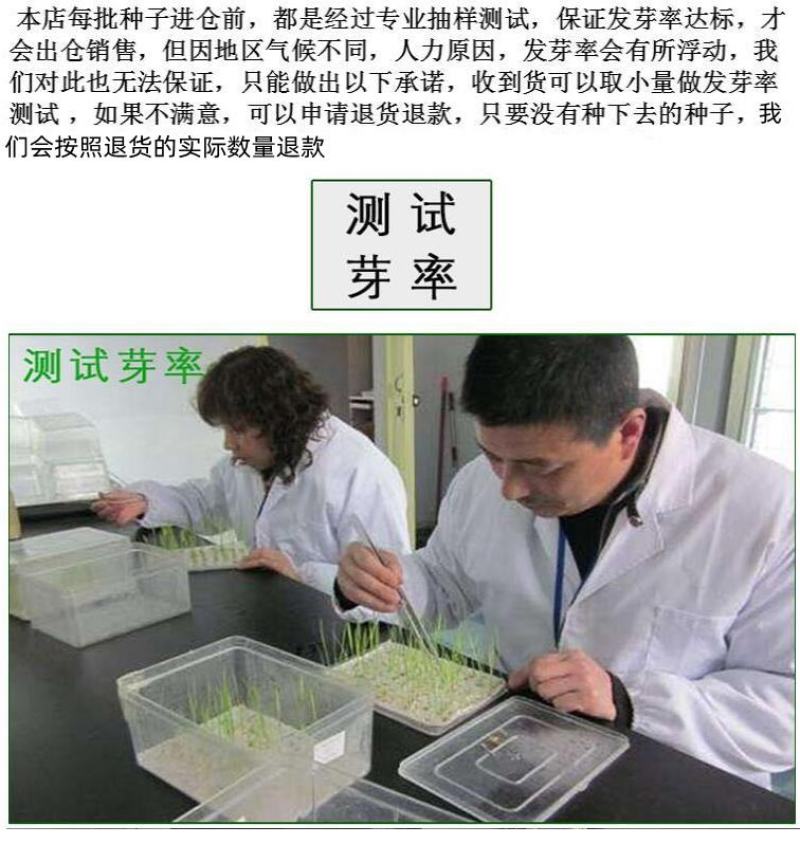 冬牧70黑麦草种子耐寒牧草种子实体经营全国发货