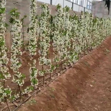 2公分一根棍大樱桃树苗，1-5辉煌樱桃苗价格