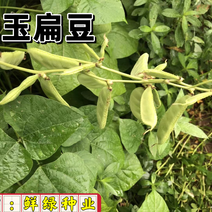 翠玉扁豆早熟翠绿色、耐高温商品性优、适宜保护地和春夏栽培