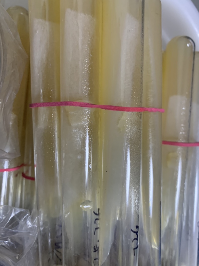 羊肚菌母种羊肚菌试管种一级种子高产菌种六妹品种七妹品种