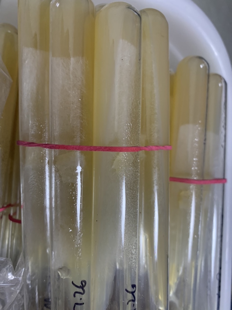 羊肚菌母种羊肚菌试管种一级种子高产菌种六妹品种七妹品种