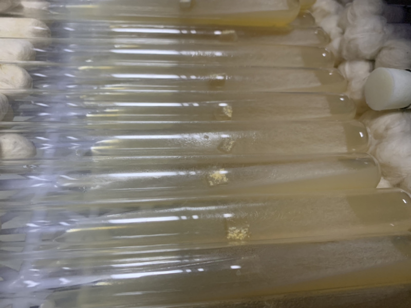 羊肚菌母种羊肚菌试管种一级种子高产菌种六妹品种七妹品种