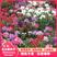 细叶美女樱种子五色梅室内阳台盆栽秋季播种观赏花卉耐寒宿根