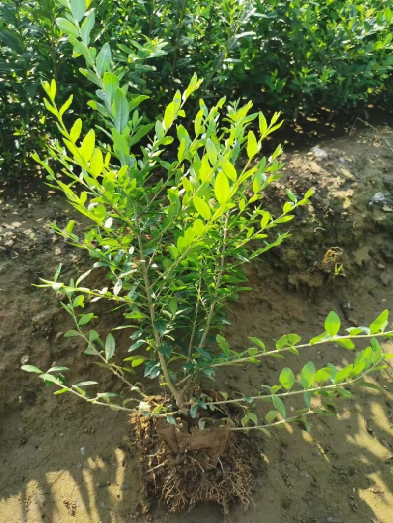 水蜡苗、新疆水蜡小苗、营养杯水蜡苗，水蜡大田苗