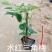 紫花三角梅