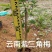 紫花三角梅