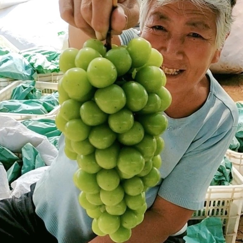 阳光玫瑰青提相印提子市场货团购货电商货对接各大平台批发零