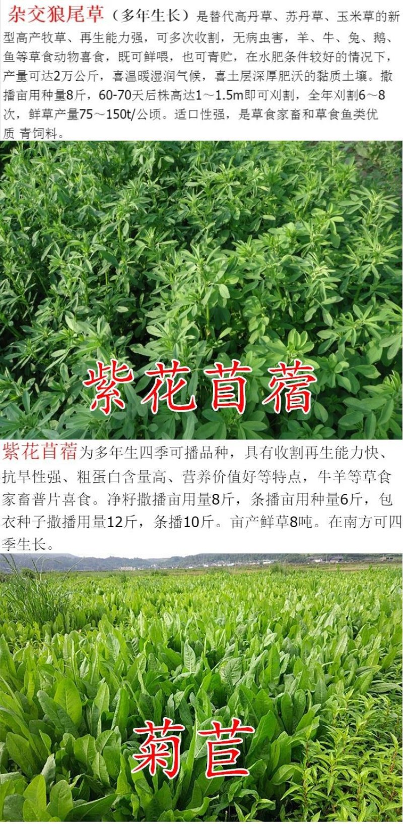 冬牧70黑麦草种子耐寒牧草产量高进口四倍体宽叶秋冬季牧草