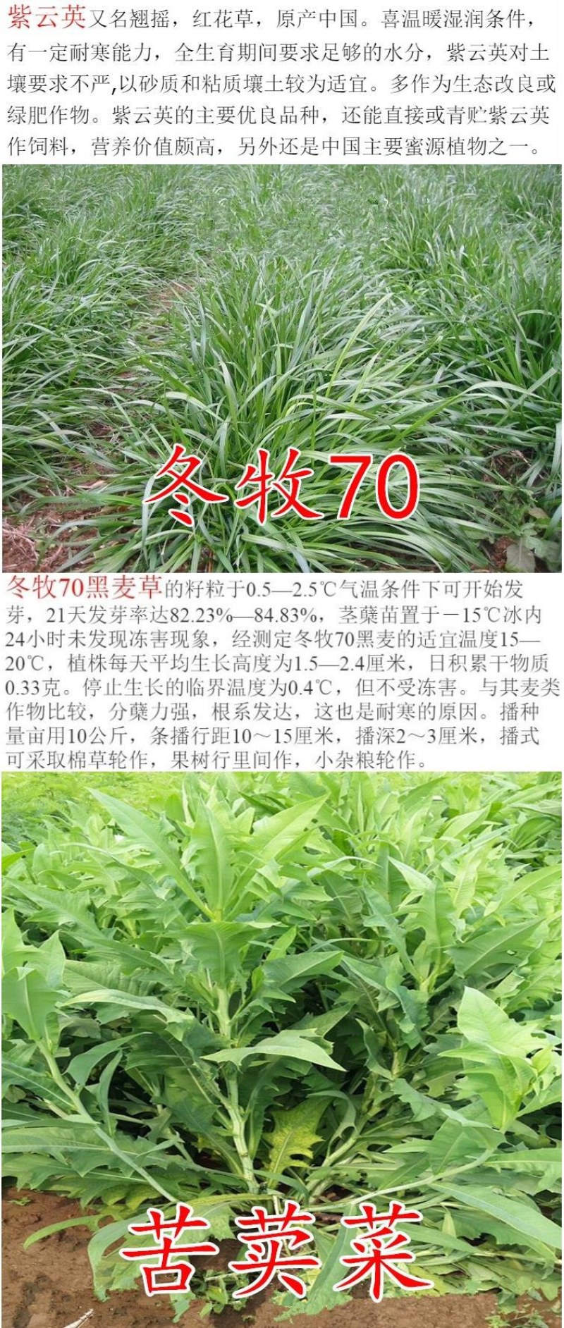 冬牧70黑麦草种子耐寒牧草产量高进口四倍体宽叶秋冬季牧草