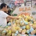 精品金香南瓜，金香南瓜口感面甜，甜度高。